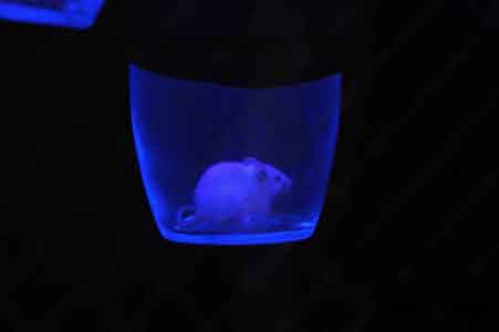 uv mouse